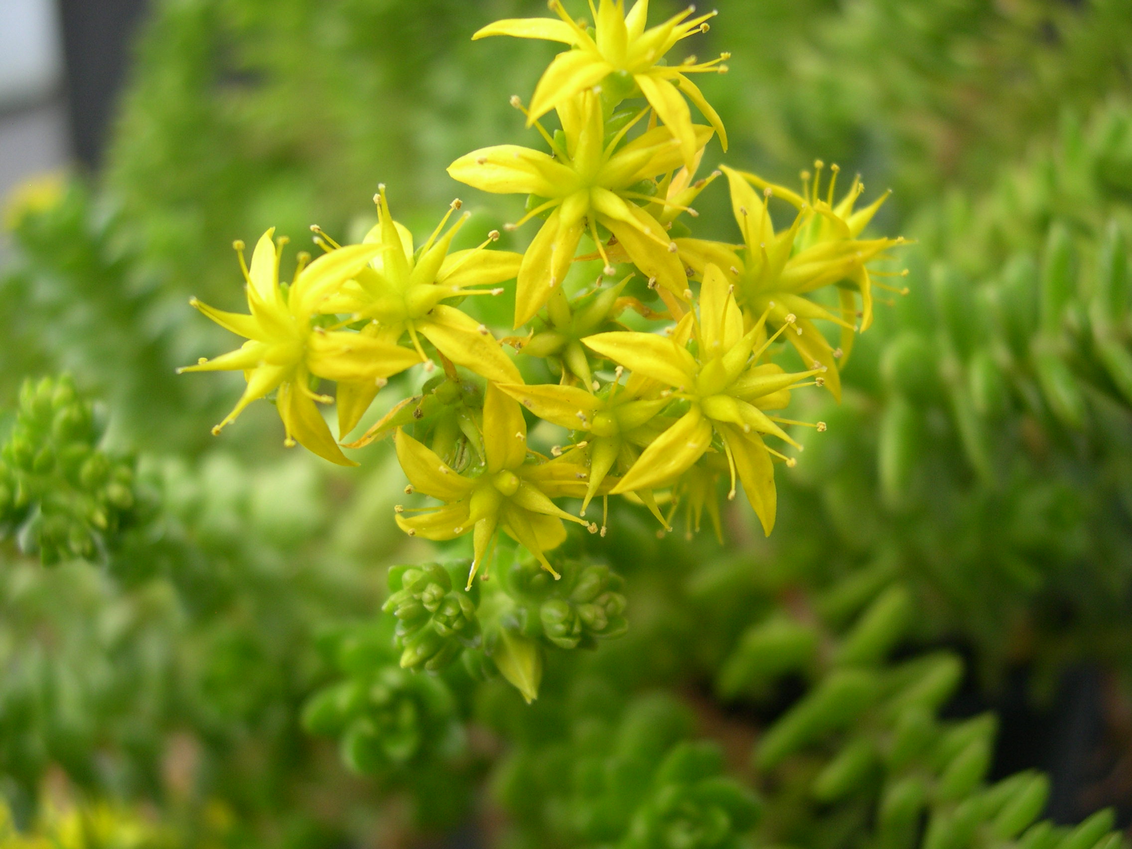 Очиток узколистный (Sedum stenopetalum)